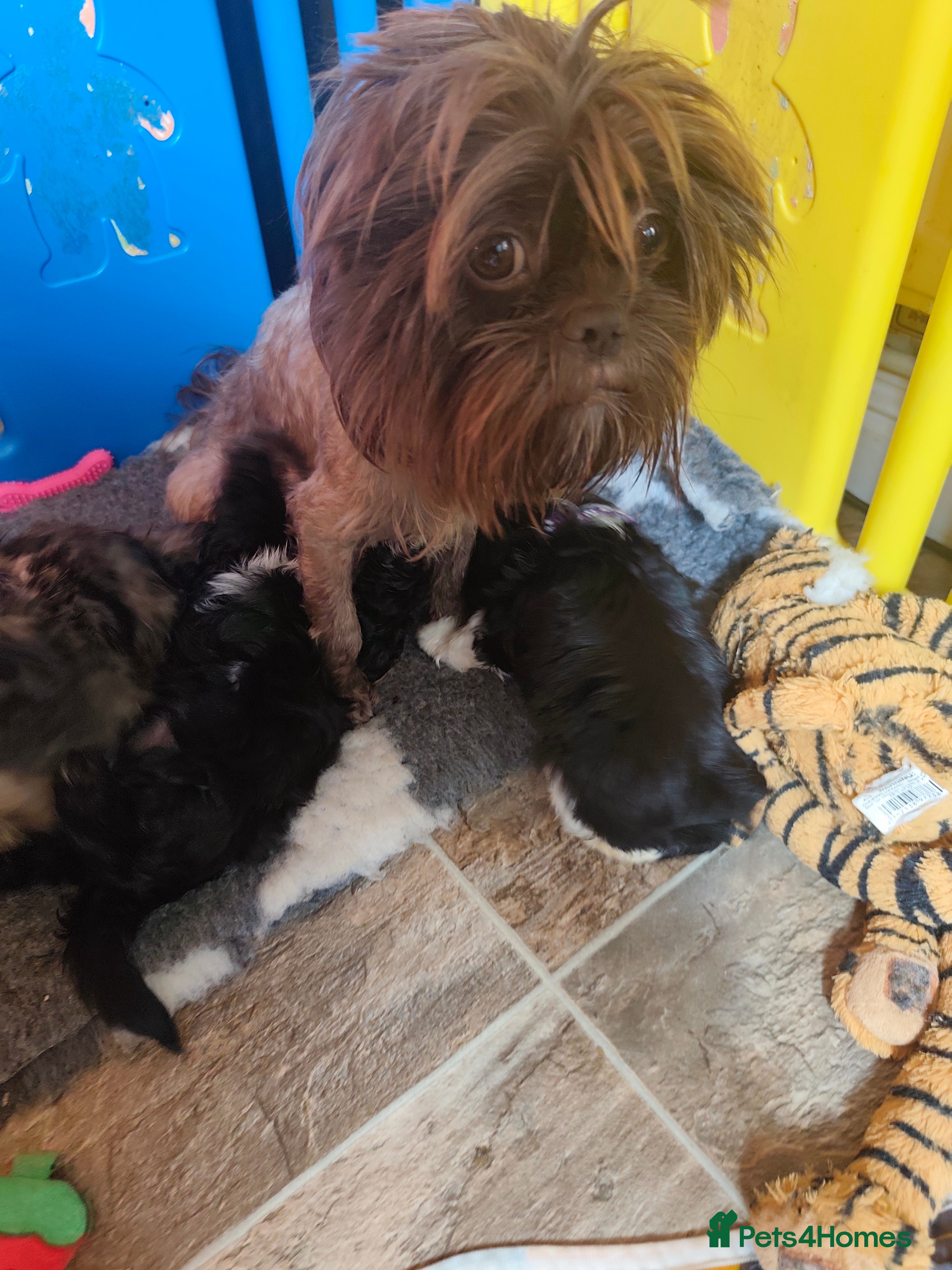 Shih Tzu dogs Shih tzu puppies  - Advert 2