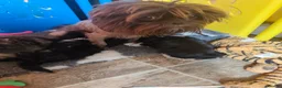Shih Tzu dogs for sale: Shih tzu puppies  - Advert 2