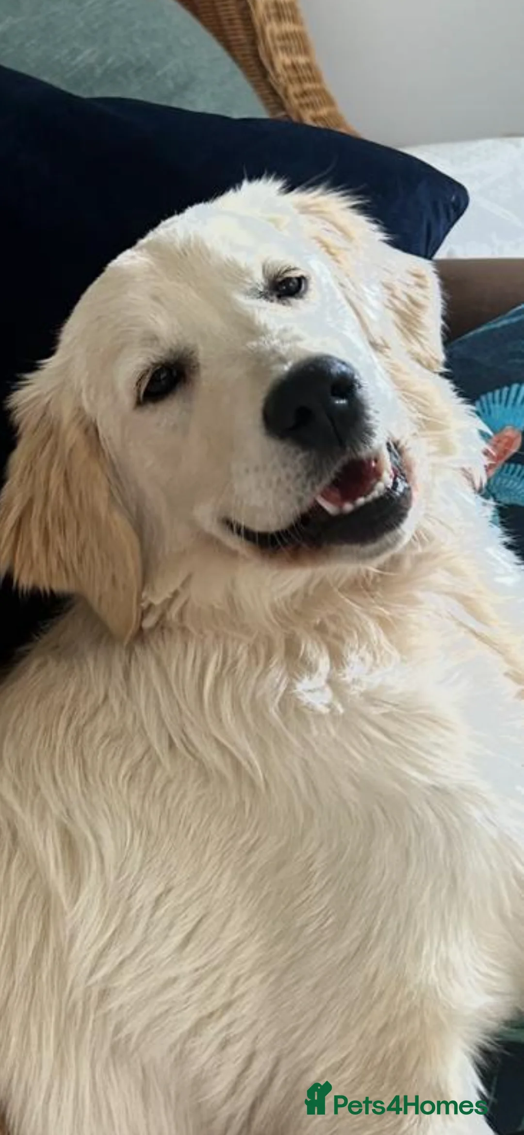 Golden Retriever dogs for sale: Adorable Golden retriever puppies  - Advert 10