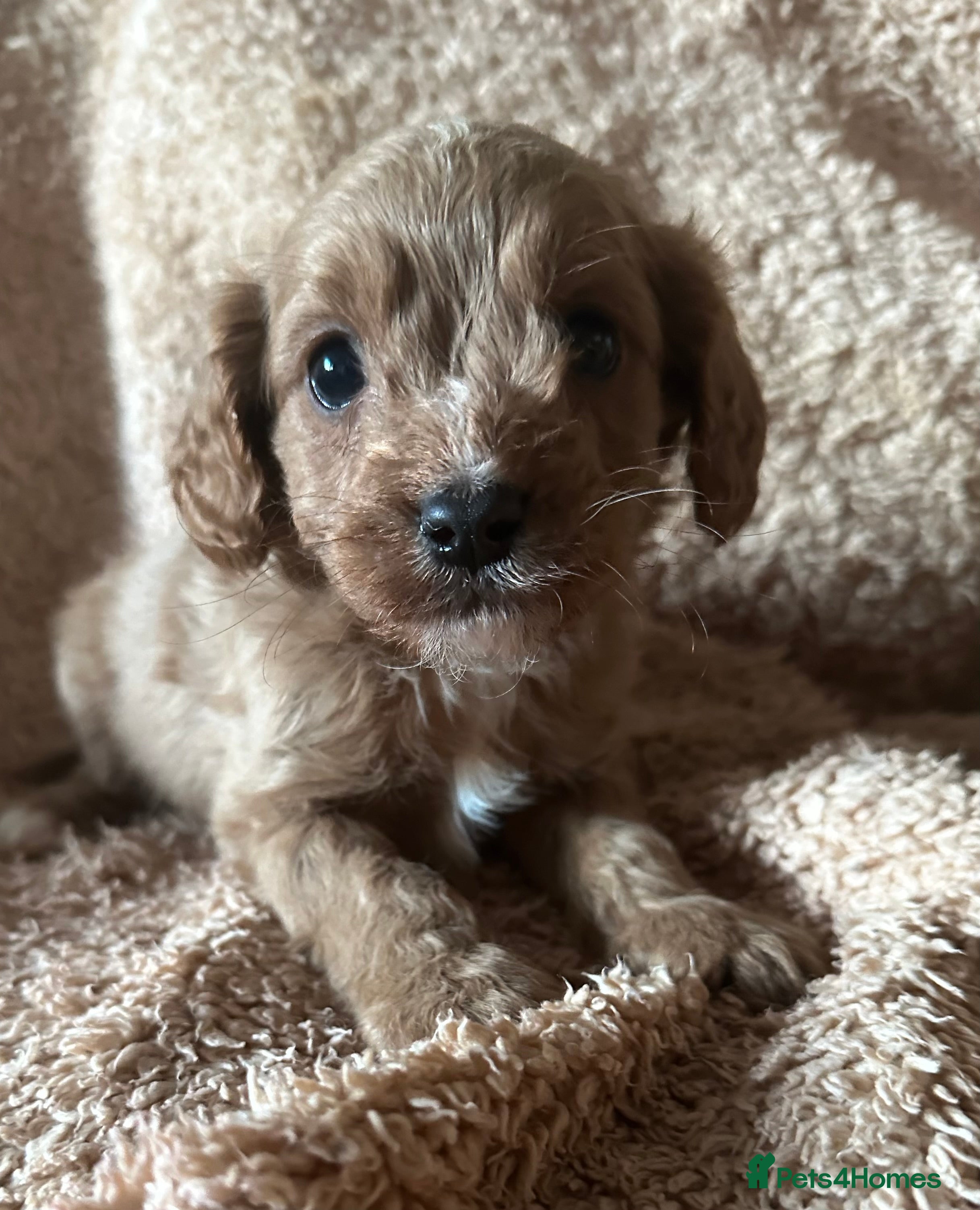 Cavapoo dogs Cavapoo Puppies - Advert 10