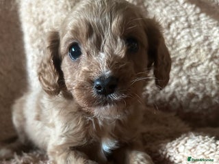 Cavapoo dogs Cavapoo Puppies - Advert 10