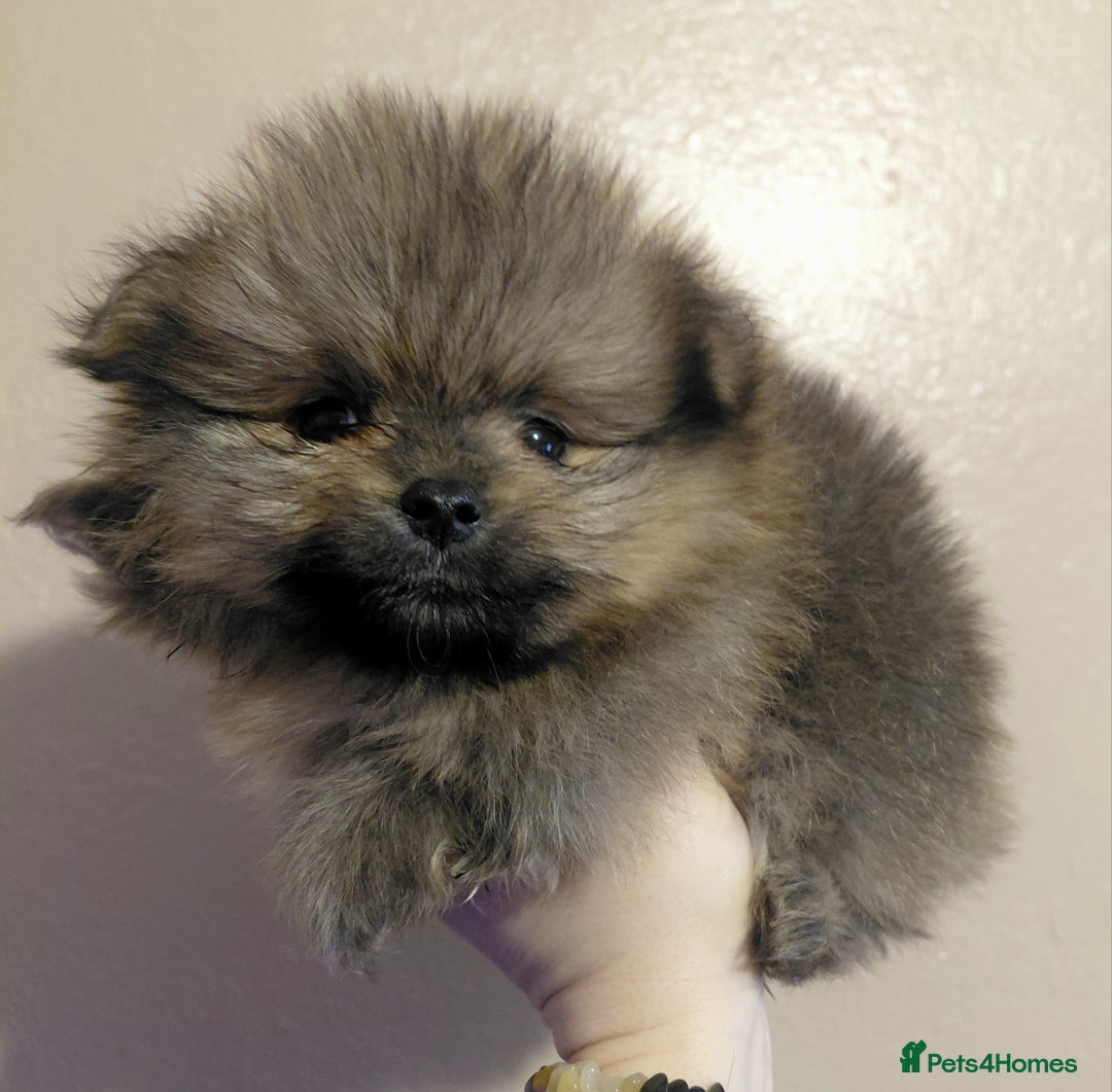 Pomeranian dogs for sale: Pomeranian puppies  - Advert 12