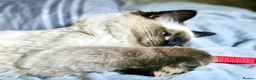 Mixed Breed cats for sale: Four Stunning Ragdoll x Ragamuffin kittens  - Advert 7