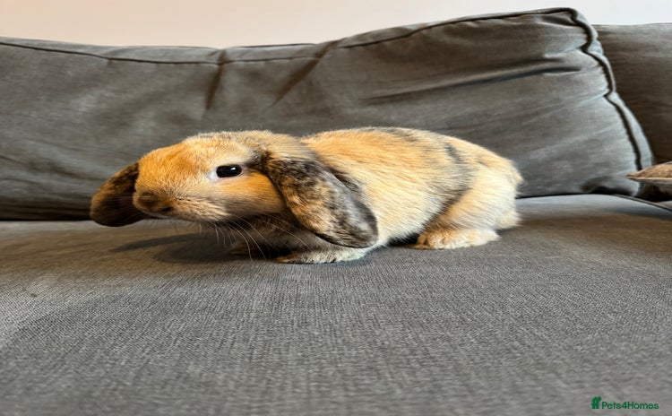 Mini Lop rabbits - Advert 6