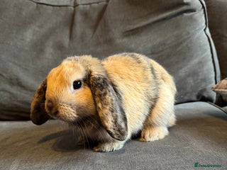 Mini Lop rabbits - Advert 14