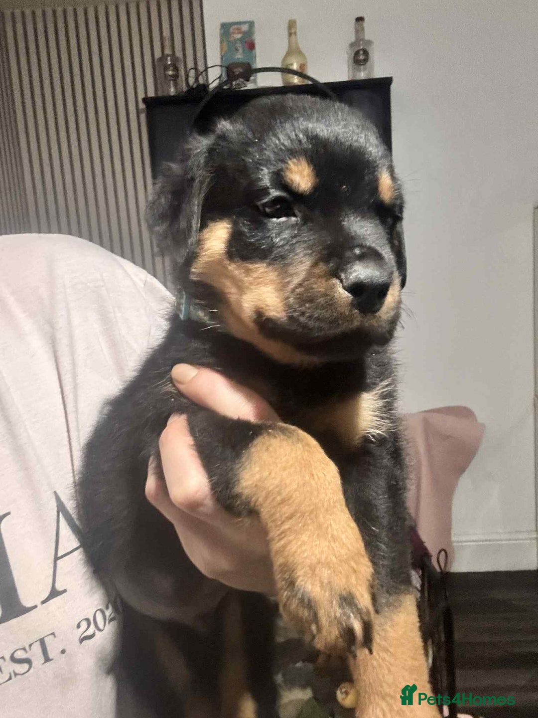 Rottweiler dogs for sale: Chunky Rottweiler Puppies - Image 11