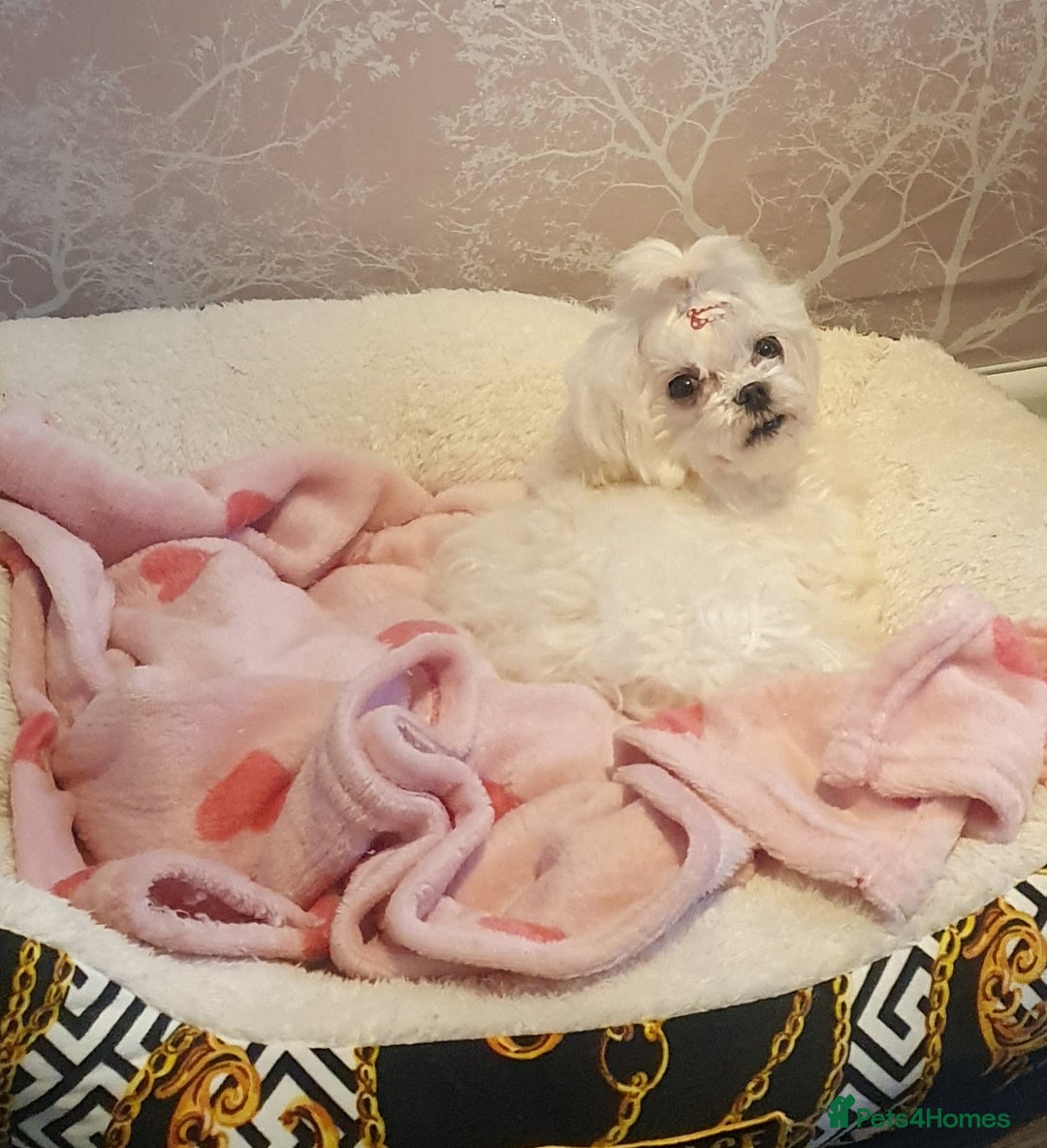 Maltese dogs for sale: 💔 Loving Home Needed for Molly 💔 - Advert 3