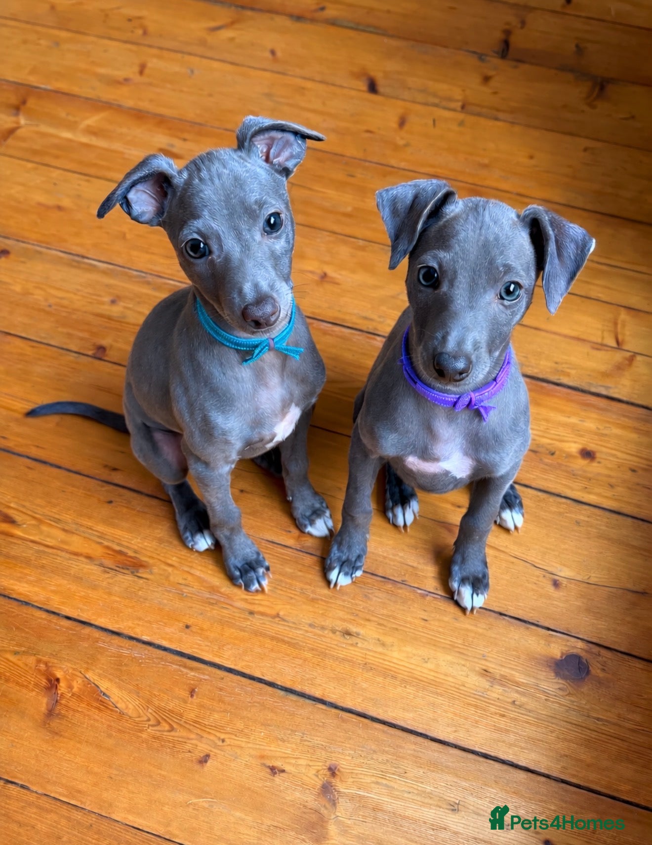 Italian Greyhound dogs Last 2 Italian Greyhound pups 🐾 - Advert 1
