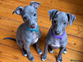 Italian Greyhound dogs Last 2 Italian Greyhound pups 🐾 - Advert 11