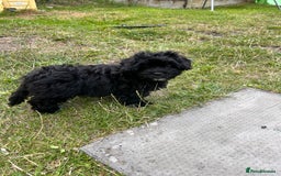 Mixed Breed dogs for sale: Malshipoo - Image 2