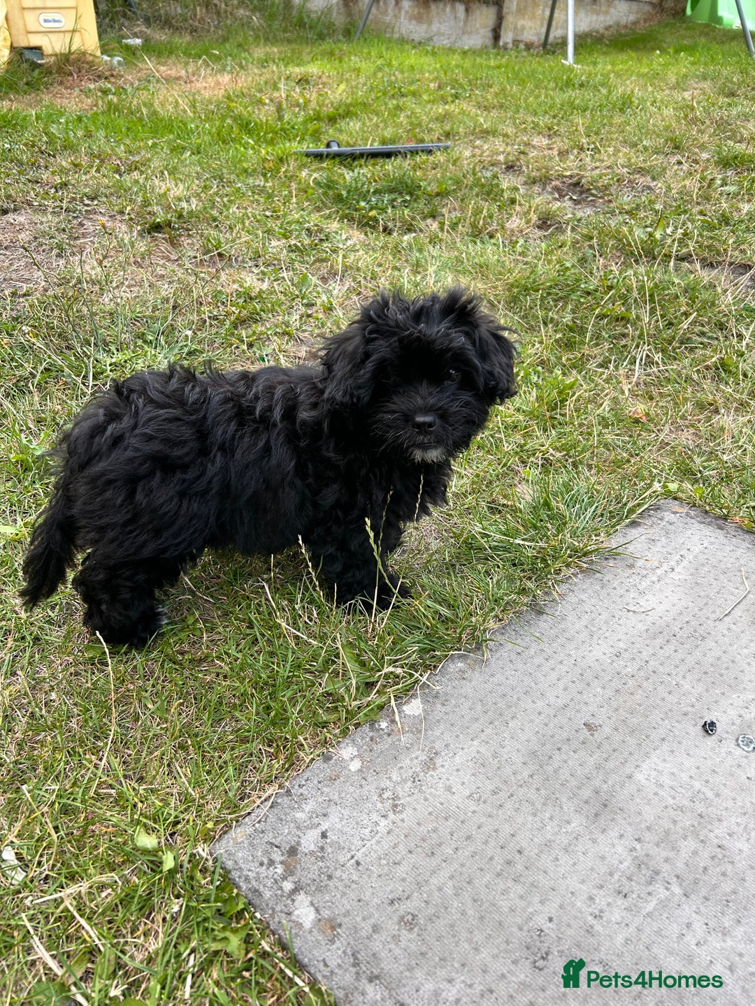 Mixed Breed dogs for sale: Malshipoo - Image 2