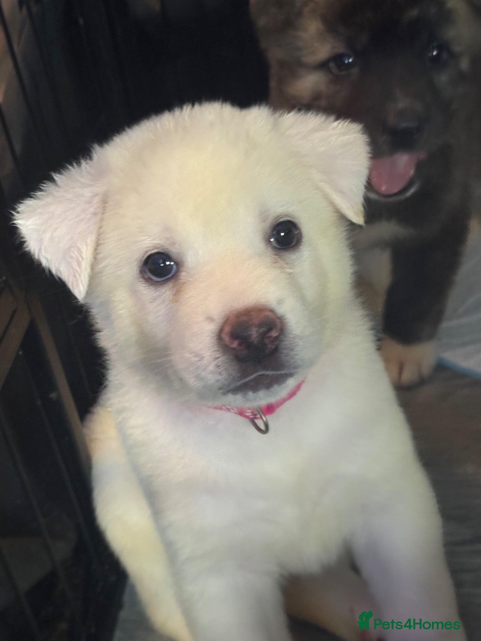 Japanese Akita Inu dogs Japanese Akita Puppies! - Advert 1