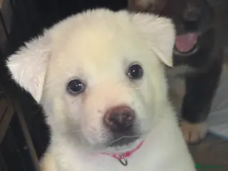 Japanese Akita Inu dogs Japanese Akita Puppies READY NEXT SATURDAY - Advert 3