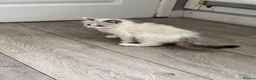 Ragdoll cats for sale: 4 ragdoll kittens - Advert 10