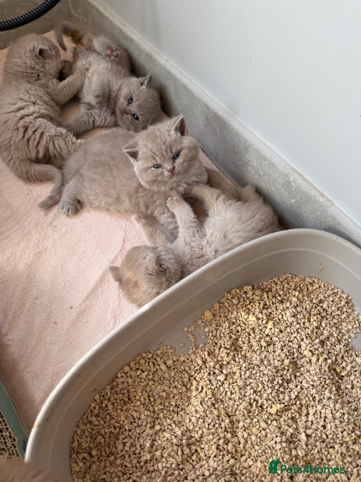 British Shorthair cats for sale: Beautiful lilac BSH GCCF - Advert 1