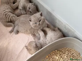 British Shorthair cats for sale: Beautiful lilac BSH GCCF - Advert 1