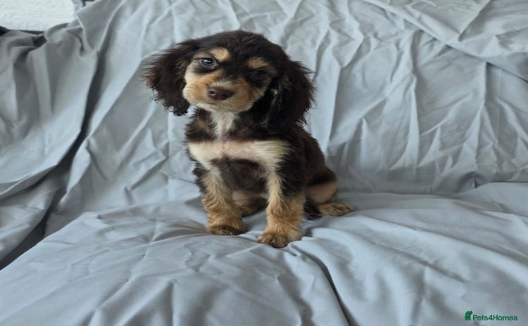 Cocker Spaniel dogs - Advert 1