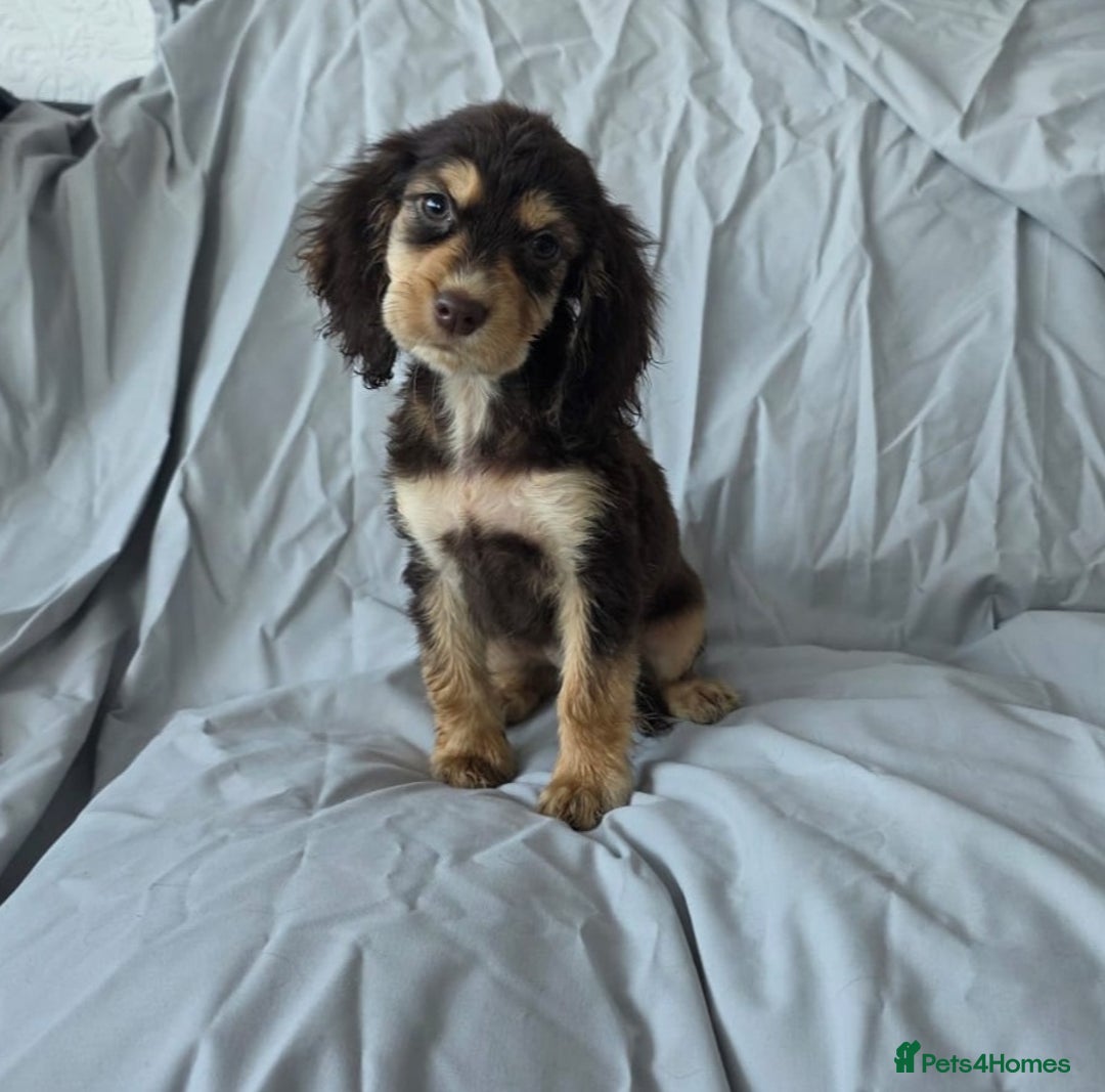 Cocker Spaniel dogs for sale: READY NOW 1/2 show 1/2 working cocker spaniel pups - Image 3