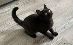 British Shorthair cats for sale: Stunning Bsh kittens READY NOW - Image 2