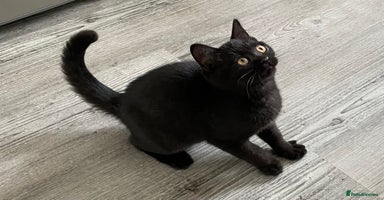 British Shorthair cats - Advert 4