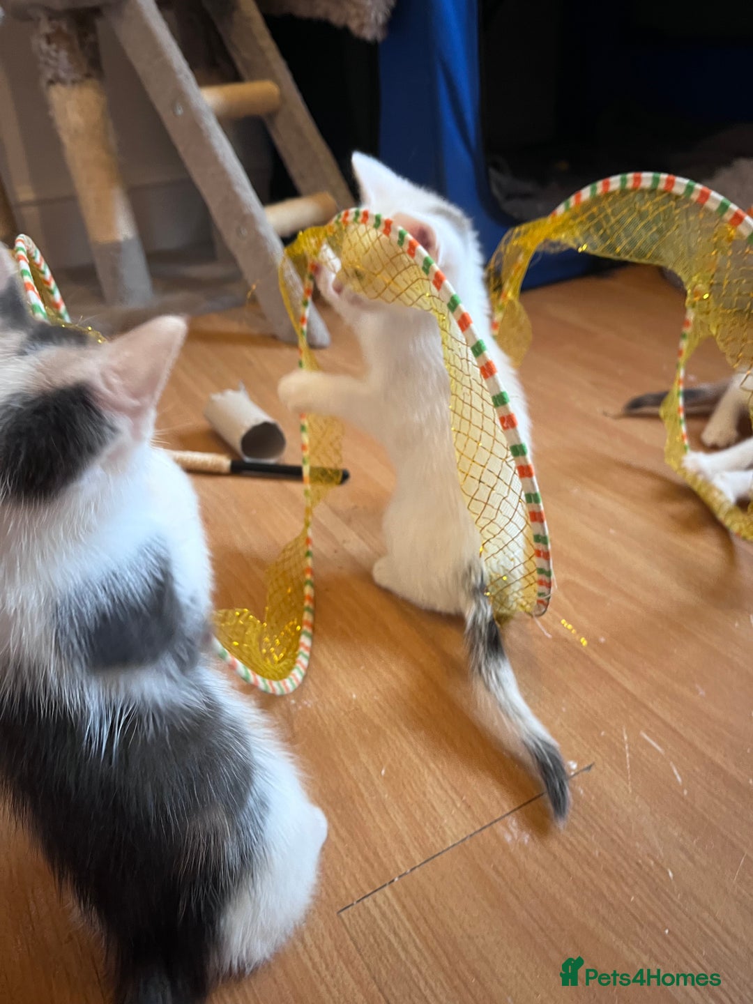 Mixed Breed cats for sale: Beautiful friendly kittens  - Advert 5