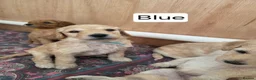 Labradoodle dogs for sale: Standard Multigeneration Labradoodle Backcross - Advert 33