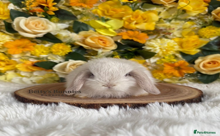 Mini Lop rabbits - Advert 6