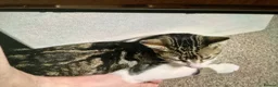 Mixed Breed cats for sale: Adorable tabby girl needs loving home in Newark - Advert 12
