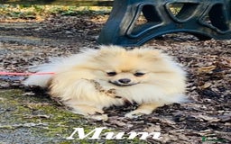 Pomeranian dogs for sale: Champion Russian Bloodlines Boy Pomeranian  - Image 7