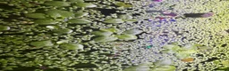Angelfish fish for sale: Healthy frogbit  - Advert 1