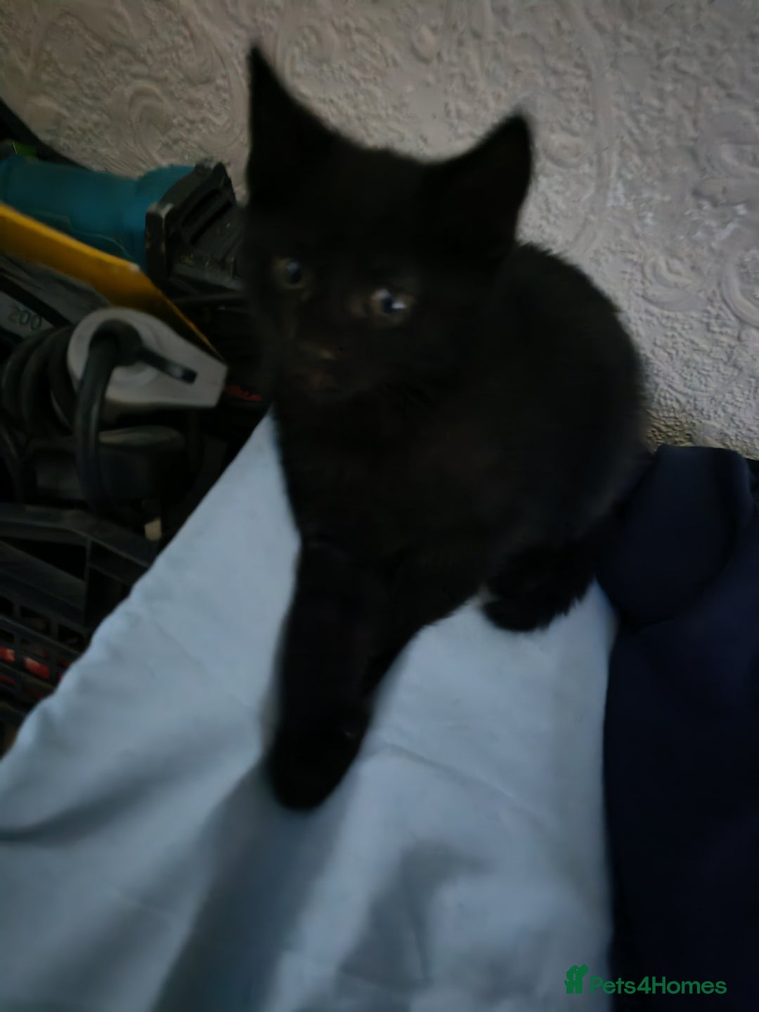 Mixed Breed cats for sale: Two beautiful kittens for sale  - Advert 5
