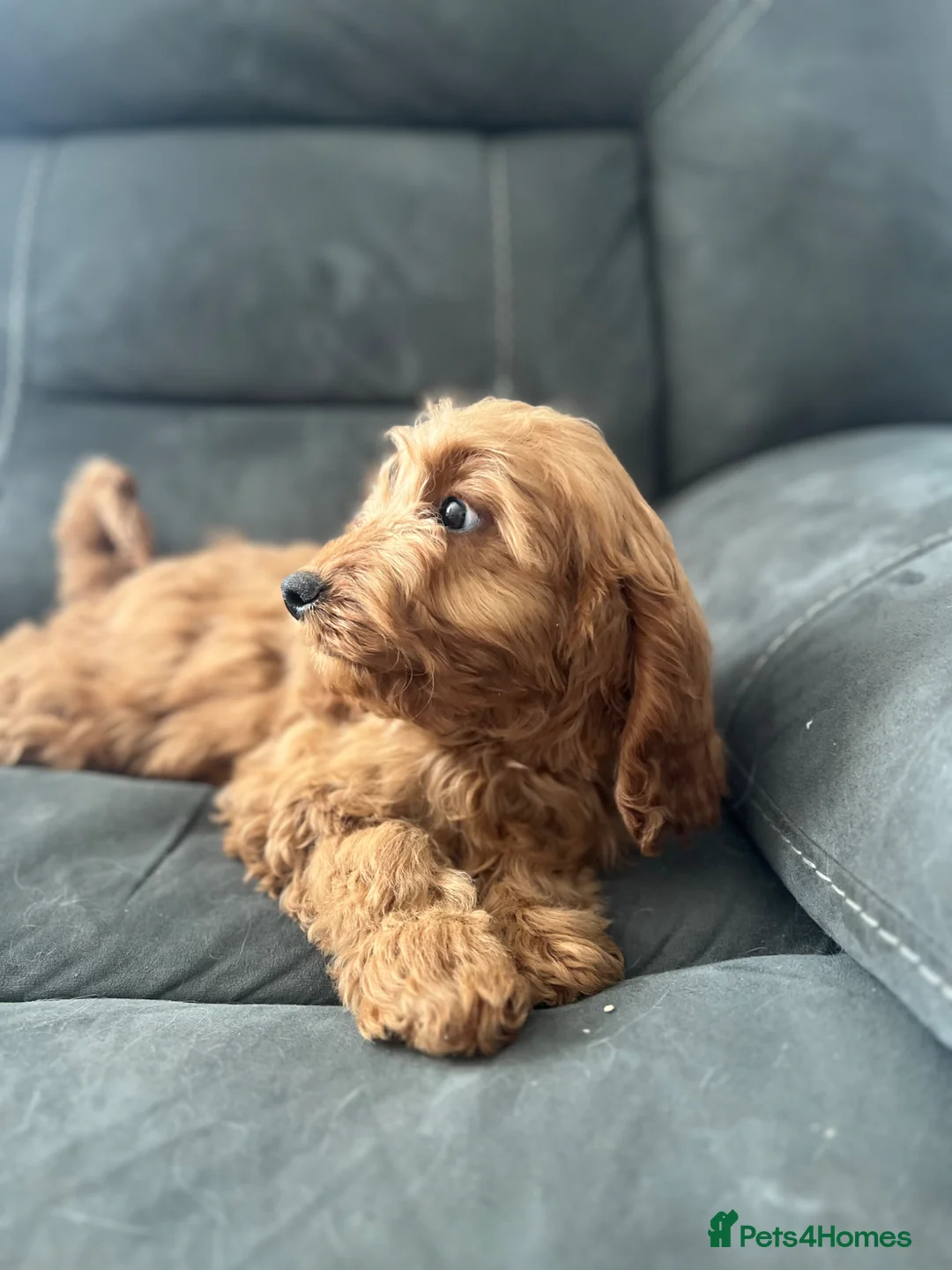 Cockapoo dogs for sale: Delightful F1 Cockapoos  - Advert 6
