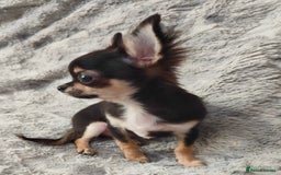 Chihuahua dogs for sale: Amazing Quality Long Coat Chihuahua puppies - Advert 26