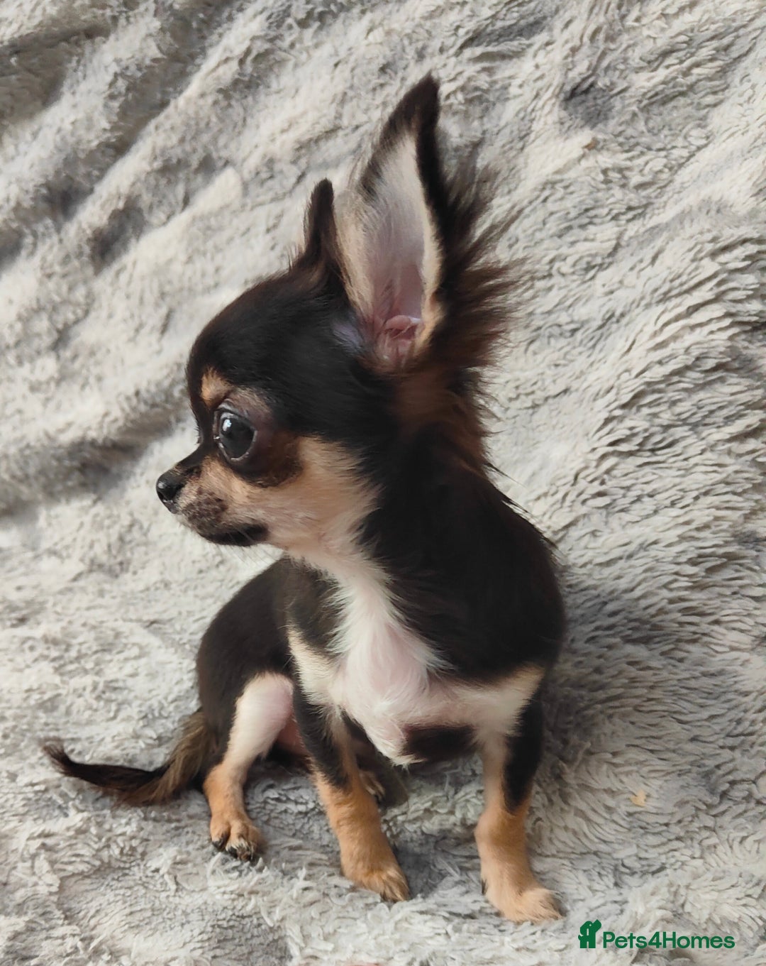 Chihuahua dogs for sale: Amazing Quality Long Coat Chihuahua puppies - Advert 26