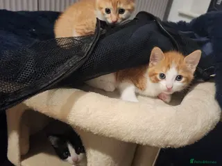 Mixed Breed cats 4 Gorgeous kittens looking for new home - Advert 3