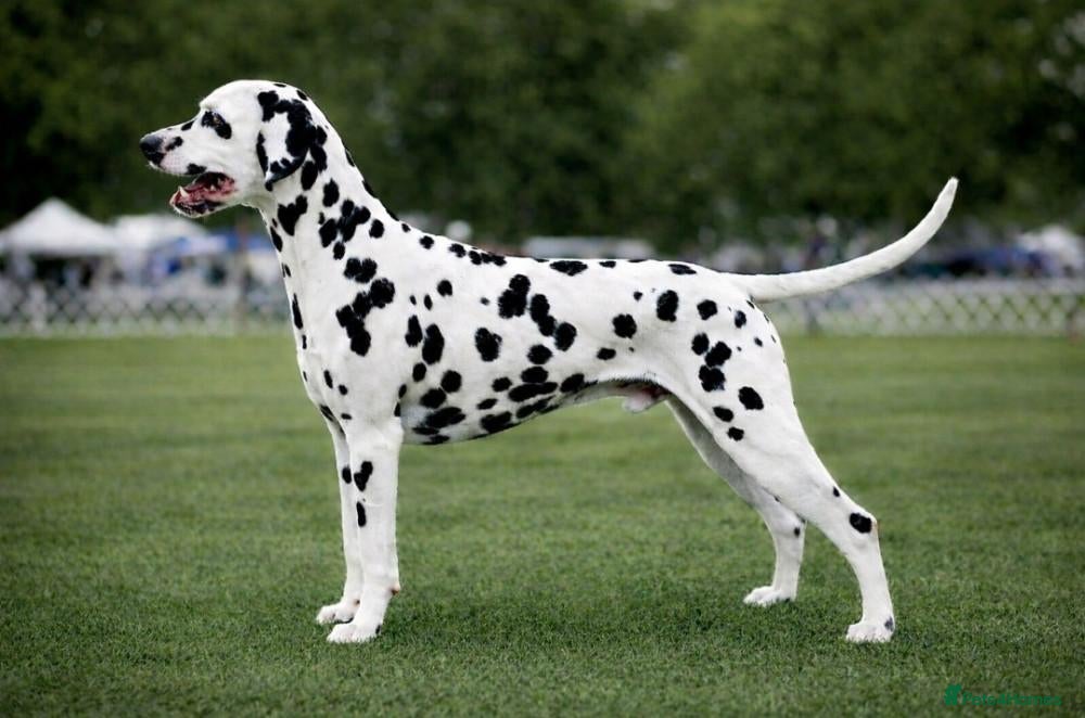 Dalmatian dogs Stunning LUA Dalmatian available for Stud  - Advert 1