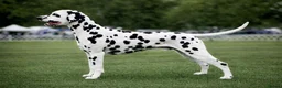 Dalmatian dogs for stud: Stunning LUA Dalmatian available for Stud  - Advert 1