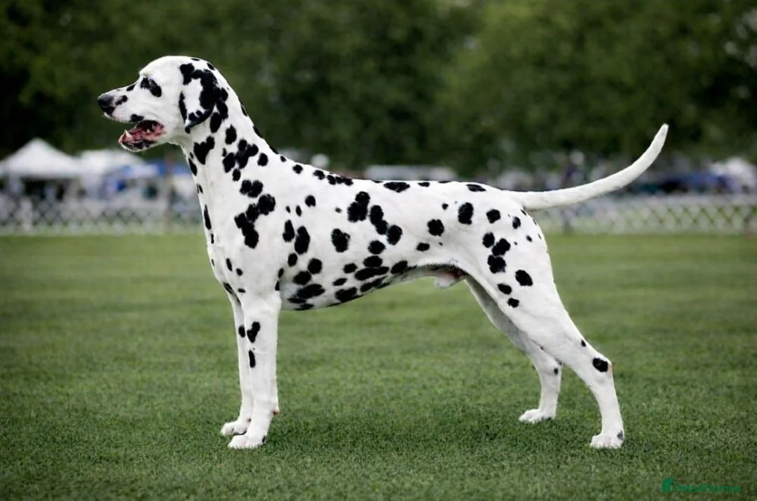 Dalmatian dogs for stud: Stunning LUA Dalmatian available for Stud  - Advert 1