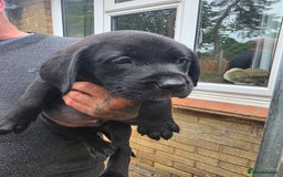 Labrador Retriever dogs for sale: Labrador puppies 3 boys ready to go 8th August  - Image 5