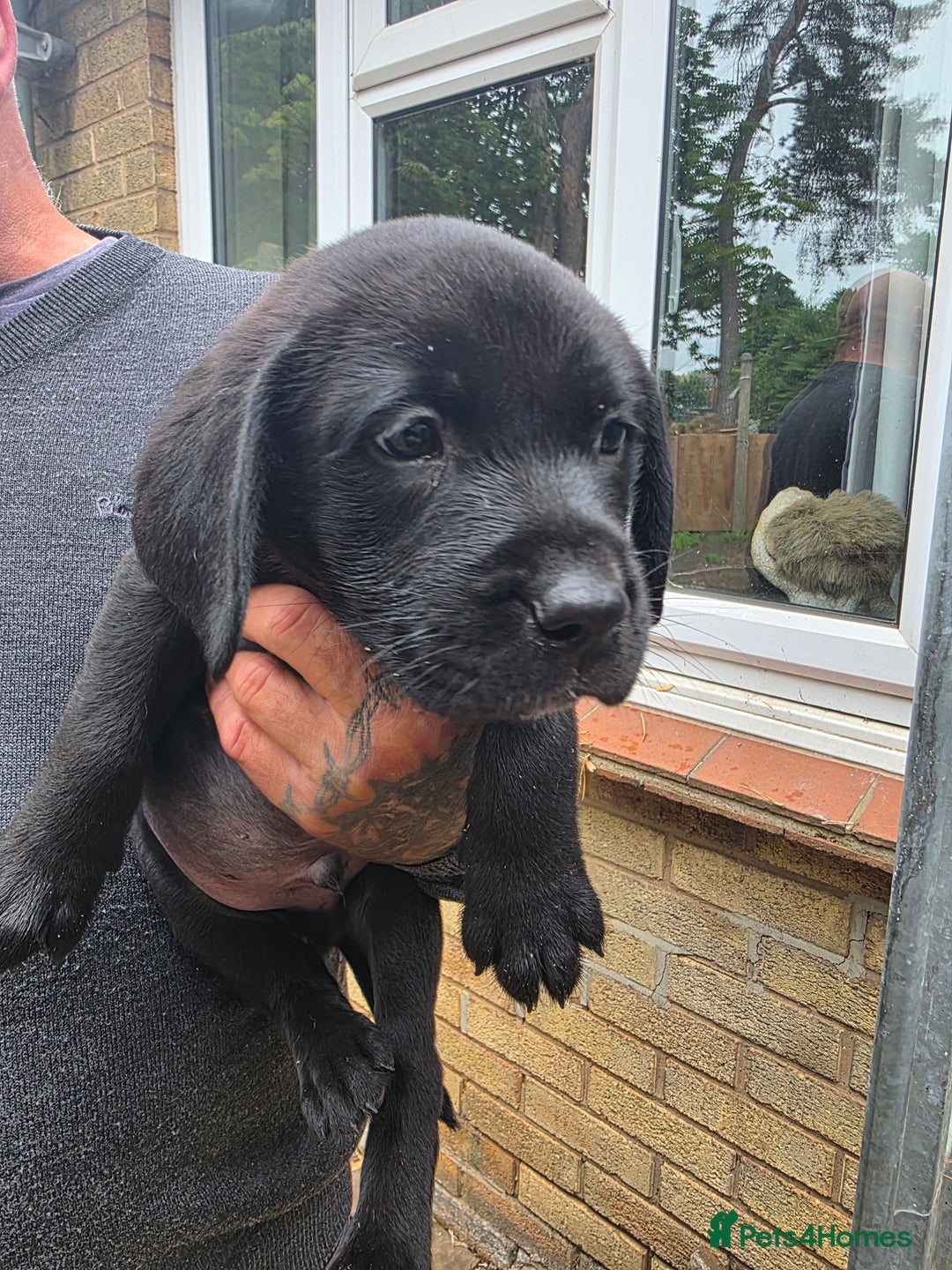Labrador Retriever dogs for sale: Labrador puppies 3 boys ready to go 8th August  - Image 5