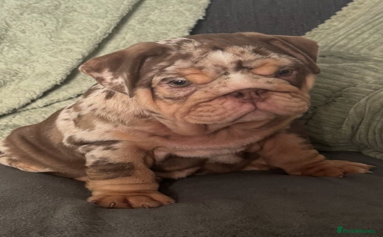 English Bulldog dogs - Advert 3