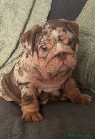 English Bulldog dogs - Advert 3