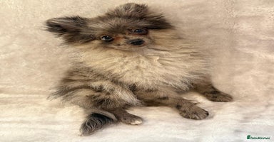 Pomeranian dogs - Advert 5