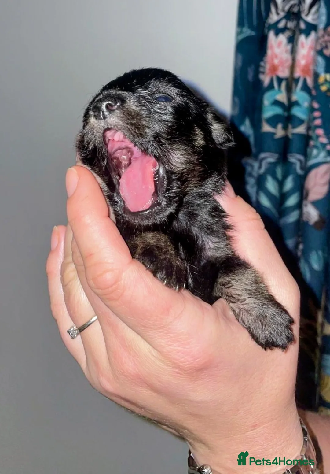 Jackapoo dogs for sale: 🌈 Gorgeous Rainbow Jackapoo Puppies in Newcastle upon Tyne - Advert 14