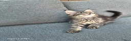 Maine Coon cats for sale: Licensed breeder-maine coon  - Advert 14