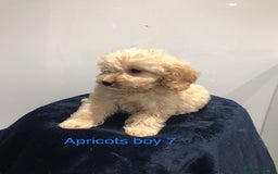 Cockapoo dogs for sale: F1 Cockapoo - Image 13