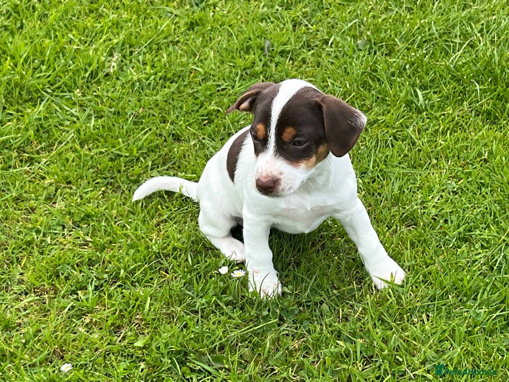 Jack Russell dogs jack russell puppies  - Advert 1