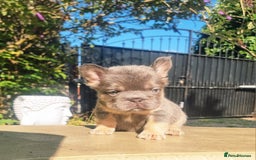 French Bulldog dogs for sale: Beautiful French bulldogs - Image 13