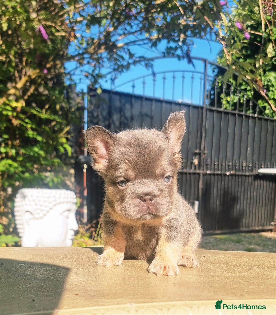 French Bulldog dogs for sale: Beautiful French bulldogs - Image 13