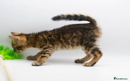 Bengal cats for sale: Gorgeous TICA Registered Bengal Kittens! - Image 8